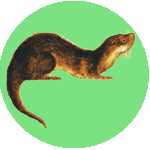 An otter An otter superimposed on a green disc